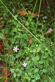 Campanula californica.png