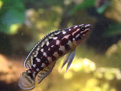 Julidochromis marlieri.JPG