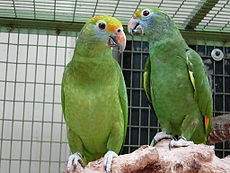 Amazona dufresniana.jpg