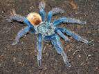 Chromatopelma.jpg