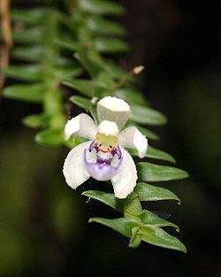 Dichaea glauca cropped.jpg