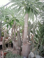 Pachypodium lamere.JPG