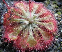 Drosera dielsiana.jpg