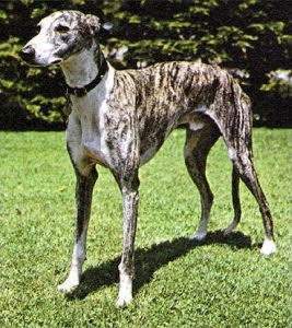 Galgo-espanol.jpg