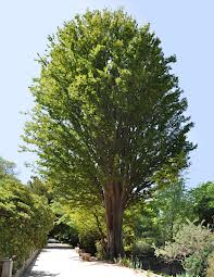 Zelkova del caucaso 1.jpg