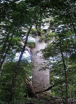 250px-Kauri at Waipoua Forest.jpg