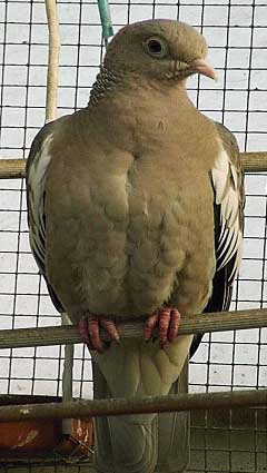 Columba corensis.jpg