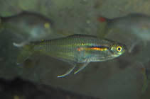 Prionobrama paraguayensis.jpg