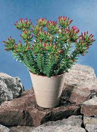 Crassula coccinea.jpg