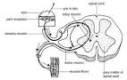 Neuronas sensolriales.jpg