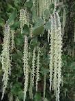 Garrya elliptica.jpeg