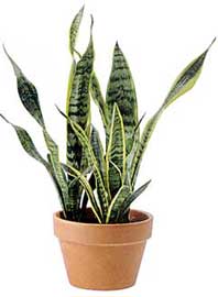 Sansevieria-trifasciata.jpg