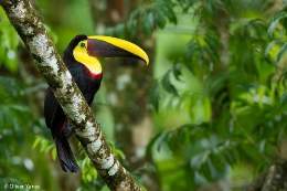 Tucan de swainson.jpg