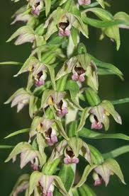 Epipactis helleborine01.jpeg