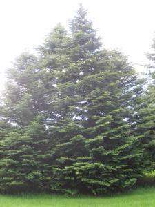 Abies ziyuanensis.jpg