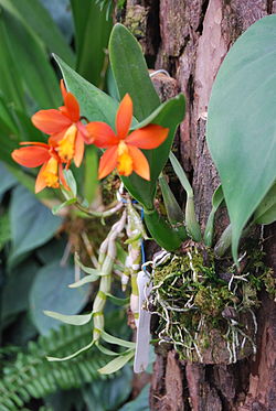 Cattleya coccinea.jpg