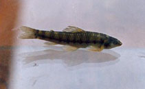 Characidium purpuratum.jpg