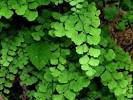 Adiantum capillus-veneris.jpg