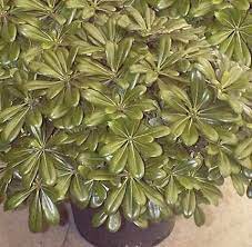 Pittosporum.jpg