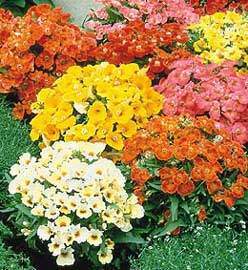 Nemesia-strumosa.jpg