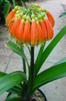 Clivia nobilis2.jpg