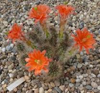 Echinocereus polyacanthus var. densus.jpeg