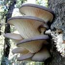 Pleurotus.jpeg