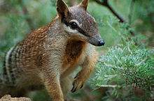 Numbat Face1.jpg