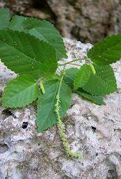 Acalypha mogotensis.jpg