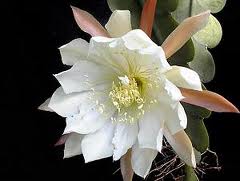 Epiphyllum crenatum1.jpeg