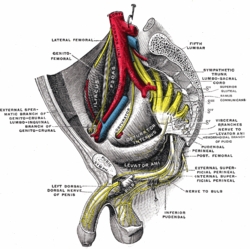 N. Perineal.JPG