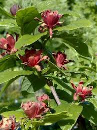 Calycanthus floridus planfor01.jpg