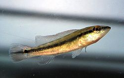 Crenicichla scottii.JPG