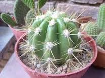 Echinopsis Candicans123.jpeg