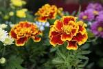 Tagetes.jpeg