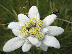 250px-Leontopodium alpinum detail.jpg