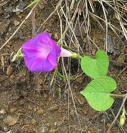 Ipomoea orizabensis.jpg