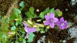 Campanula bayerniana.jpg