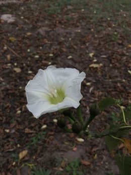 Ipomoea intrapilosa.jpg