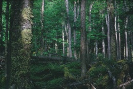 Lenga Forest.JPG