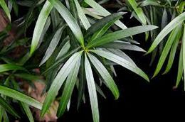 Podocarpus neriifolius1.jpg