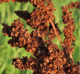 Rumex patientia.png