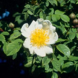 Rosa arvensis.jpeg