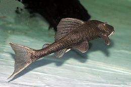 Hypostomus commersoni.jpg