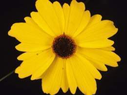 Coreopsis-gladiata.jpg