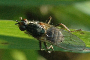 Mosca hydrelia adulta.png