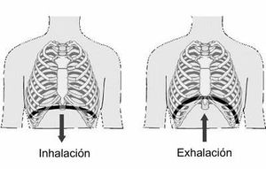 Respiracion-diafragmatica.jpg