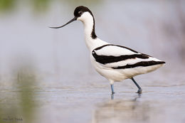 Avoceta 1 comun.jpg