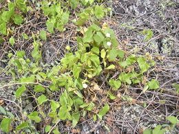 Ipomoea tuboides.jpg