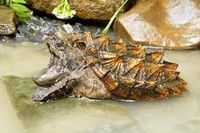 Tortuga caimán habitat.jpg